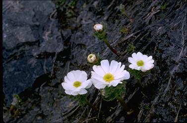 APII jpeg image of Ranunculus anemoneus  © contact APII