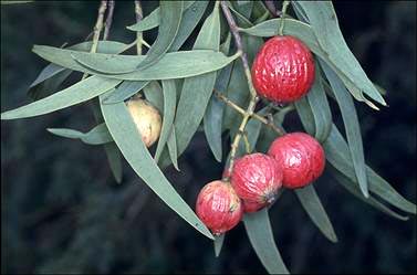 APII jpeg image of Santalum acuminatum  © contact APII