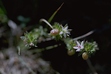 APII jpeg image of Rhytidosporum procumbens  © contact APII