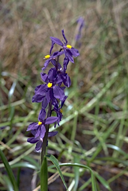 APII jpeg image of Pontederia australasica  © contact APII