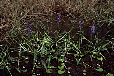 APII jpeg image of Pontederia australasica,<br/>Nymphoides parvifolia  © contact APII