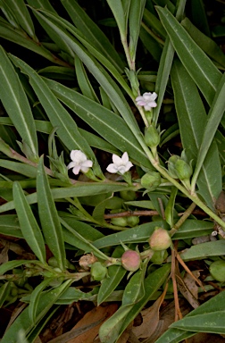 APII jpeg image of Eremophila debilis  © contact APII