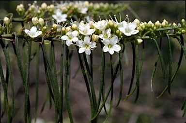 APII jpeg image of Myoporum floribundum  © contact APII