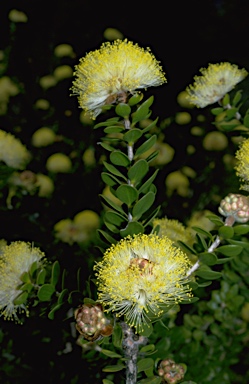 APII jpeg image of Melaleuca megacephala  © contact APII