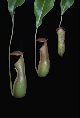 APII jpeg image of Nepenthes mirabilis  © contact APII