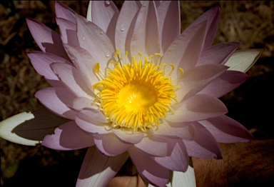 APII jpeg image of Nymphaea gigantea  © contact APII