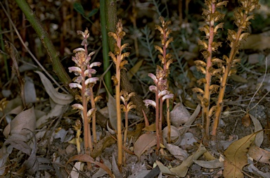 APII jpeg image of Orobanche minor  © contact APII