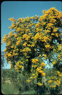 APII jpeg image of Nuytsia floribunda  © contact APII