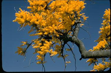 APII jpeg image of Nuytsia floribunda  © contact APII