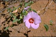 Gossypium sturtianum - click for larger image