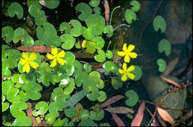 APII jpeg image of Nymphoides geminata  © contact APII