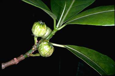 APII jpeg image of Ficus septica  © contact APII