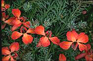 Photograph of Lechenaultia formasa - click for bigger image