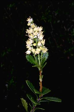 APII jpeg image of Tetracarpaea tasmanica  © contact APII