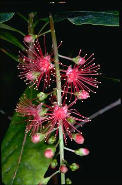APII jpeg image of Barringtonia acutangula subsp. acutangula  © contact APII