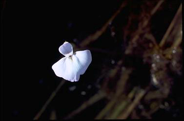 APII jpeg image of Utricularia tubulata  © contact APII