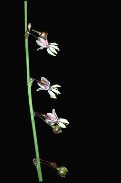 APII jpeg image of Arthropodium milleflorum  © contact APII