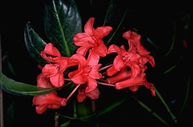 APII jpeg image of Rhododendron lochiae  © contact APII