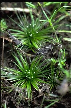 APII jpeg image of Eriocaulon cinereum  © contact APII