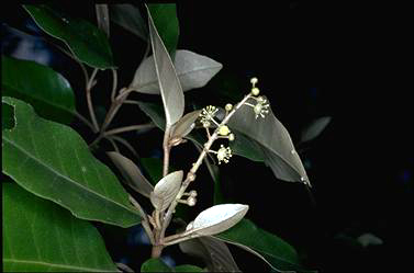 APII jpeg image of Croton insularis  © contact APII