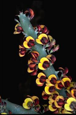 APII jpeg image of Daviesia euphorbioides  © contact APII
