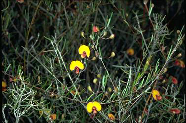 APII jpeg image of Euchilopsis linearis  © contact APII