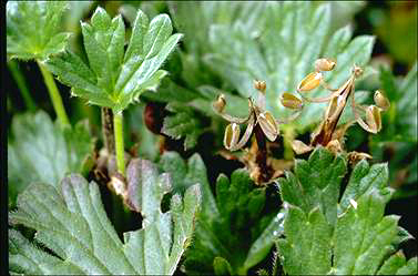 APII jpeg image of Geranium antrorsum  © contact APII