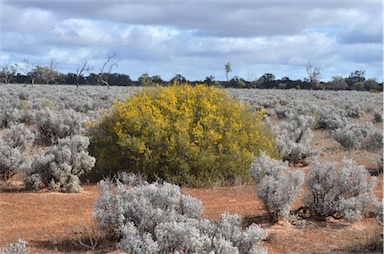 APII jpeg image of Acacia nyssophylla  © contact APII