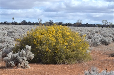 APII jpeg image of Acacia nyssophylla  © contact APII