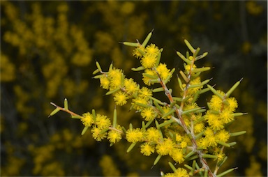 APII jpeg image of Acacia nyssophylla  © contact APII