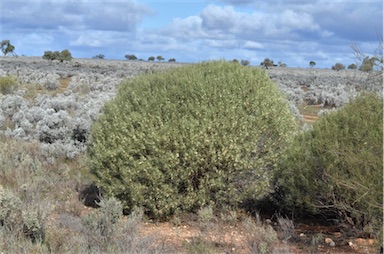 APII jpeg image of Eremophila oppositifolia subsp. oppositifolia  © contact APII