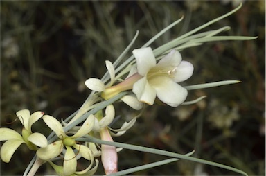 APII jpeg image of Eremophila oppositifolia subsp. oppositifolia  © contact APII