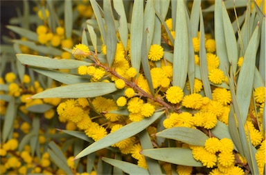 APII jpeg image of Acacia xiphophylla  © contact APII