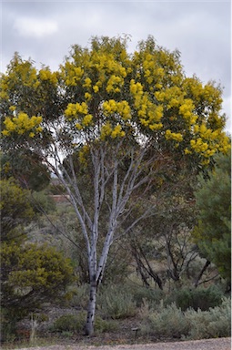 APII jpeg image of Acacia pycnantha  © contact APII