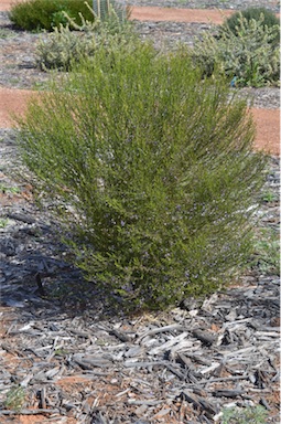 APII jpeg image of Eremophila dichroantha  © contact APII