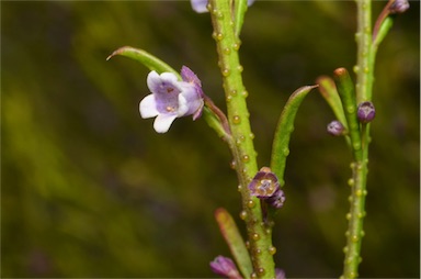 APII jpeg image of Eremophila dichroantha  © contact APII