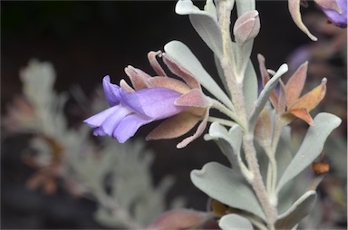 APII jpeg image of Eremophila compacta subsp. compacta  © contact APII