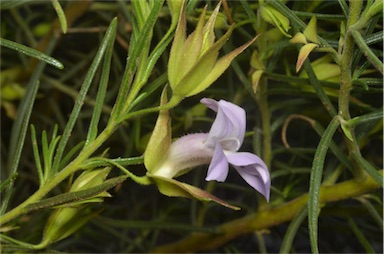 APII jpeg image of Eremophila spectabilis  © contact APII