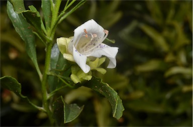 APII jpeg image of Eremophila crenulata  © contact APII