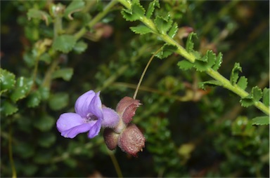 APII jpeg image of Eremophila flabellata  © contact APII