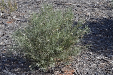 APII jpeg image of Eremophila arachnoides subsp. tenera  © contact APII