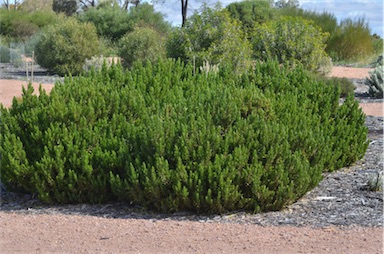 APII jpeg image of Eremophila subfloccosa subsp. glandulosa  © contact APII