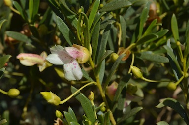 APII jpeg image of Eremophila alternifolia  © contact APII