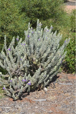 APII jpeg image of Eremophila mackinlayi subsp. spathulata  © contact APII