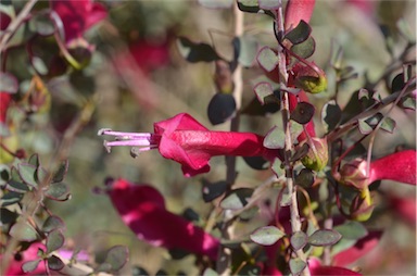 APII jpeg image of Eremophila maculata subsp. brevifolia  © contact APII