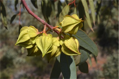 APII jpeg image of Eucalyptus pachyphylla  © contact APII