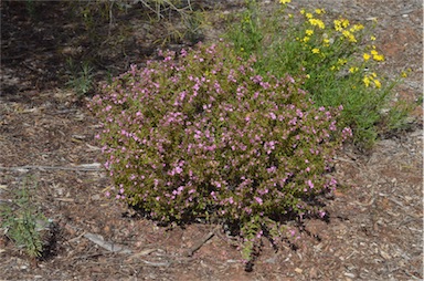 APII jpeg image of Boronia crenulata  © contact APII