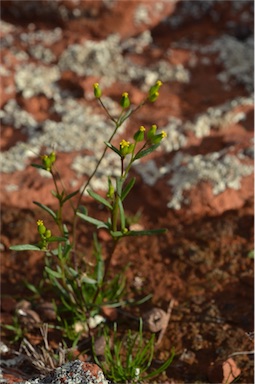 APII jpeg image of Senecio glossanthus  © contact APII