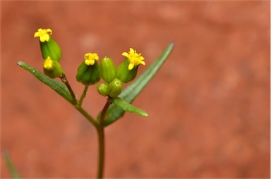 APII jpeg image of Senecio glossanthus  © contact APII