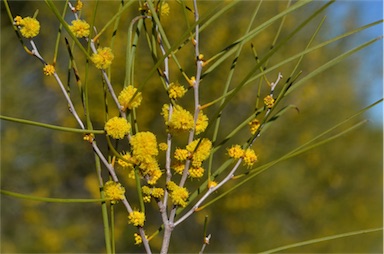 APII jpeg image of Acacia burkittii  © contact APII